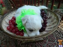 maltese puppy posted by Elegant Babies